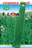 常长青嫩豇豆
