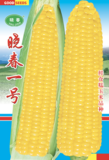 晓春一号玉米