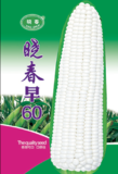 晓春早60
