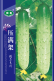 压满架黄瓜