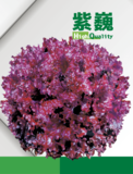 紫巍苦苣
