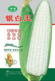 银白玉玉米