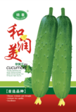 和润美旱黄瓜