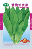 香脆油麦菜