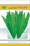 四季油麦菜
