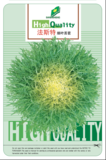 法斯特细叶苦苣