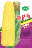 黄粘帝玉米