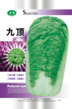 九顶白菜