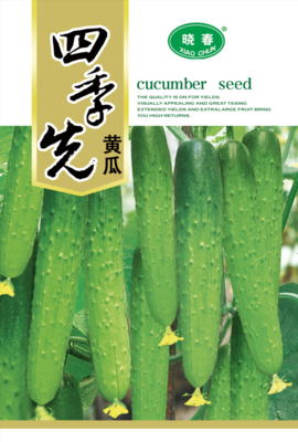 四季先黄瓜