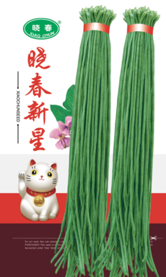 晓春新星豇豆