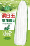银白玉三号玉米