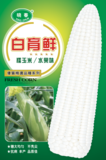白育鲜糯玉米