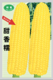 甜香糯玉米