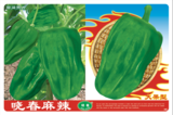 晓春麻辣
