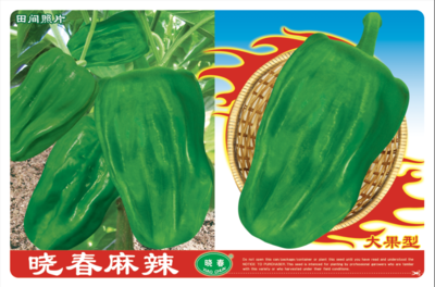 晓春麻辣
